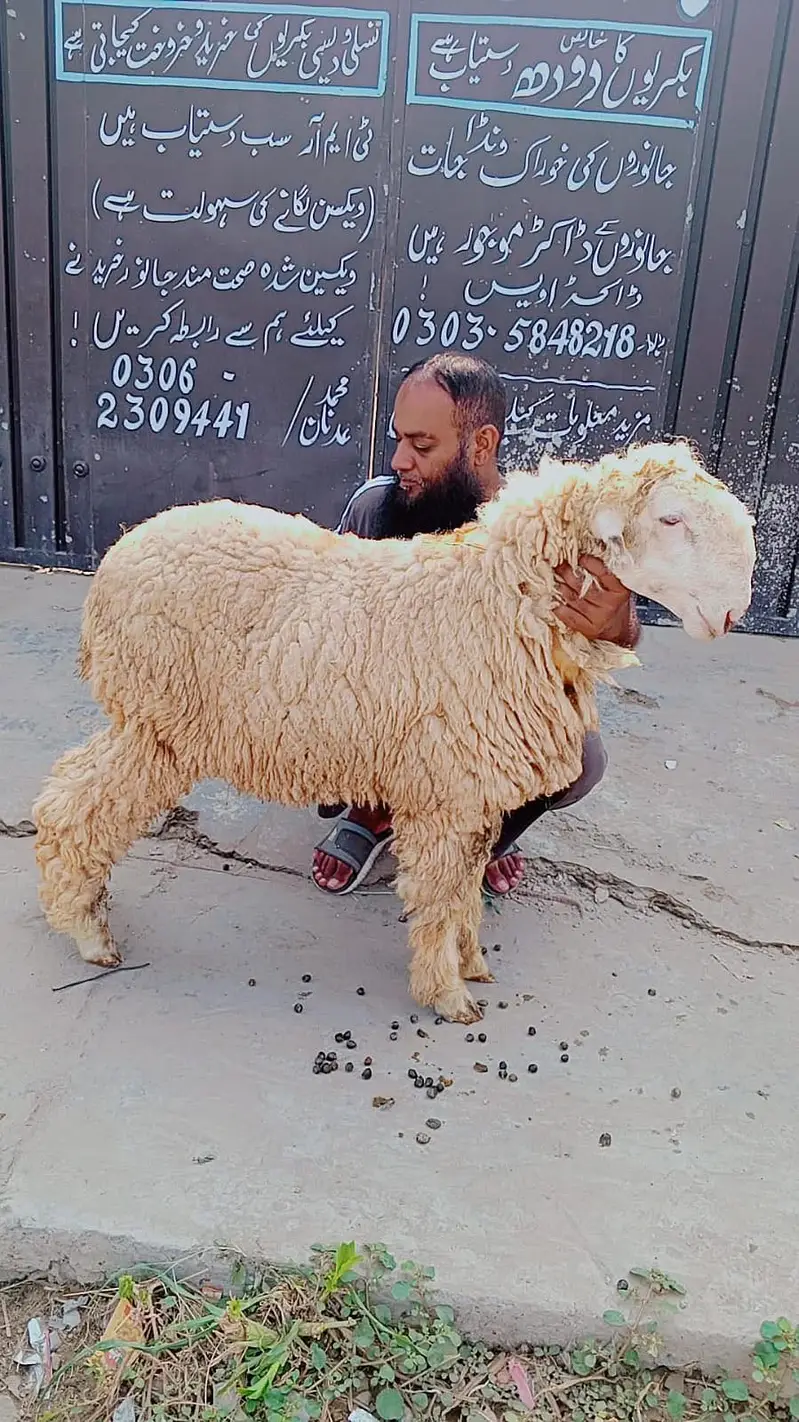 Mundra | chatra | bakra | kajla | bakra | sheep for sale — photo 3