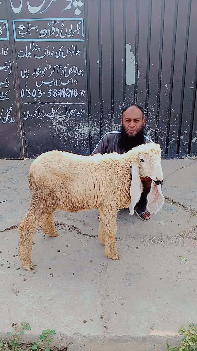 Mundra | chatra | bakra | kajla | bakra | sheep for sale — photo 4