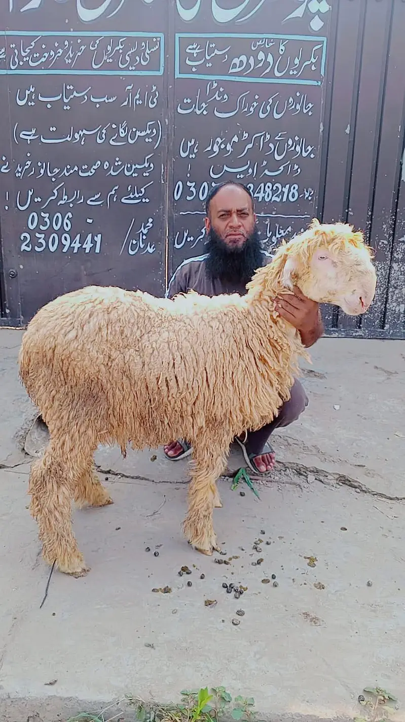 Mundra | chatra | bakra | kajla | bakra | sheep for sale — photo 5
