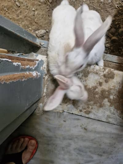 white red eyes both nale bunnies/rabits