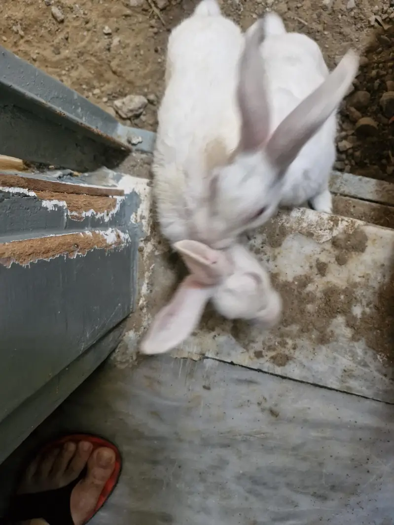 white red eyes both nale bunnies/rabits