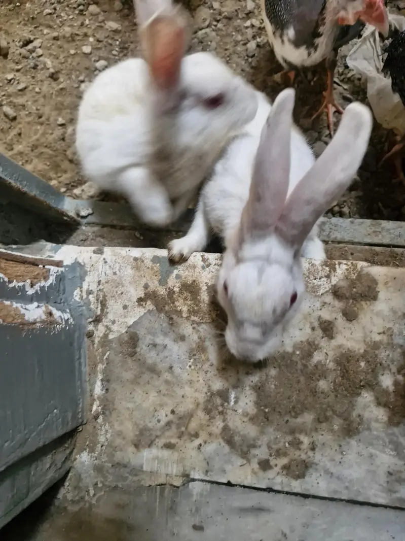 white red eyes both nale bunnies/rabits — photo 2