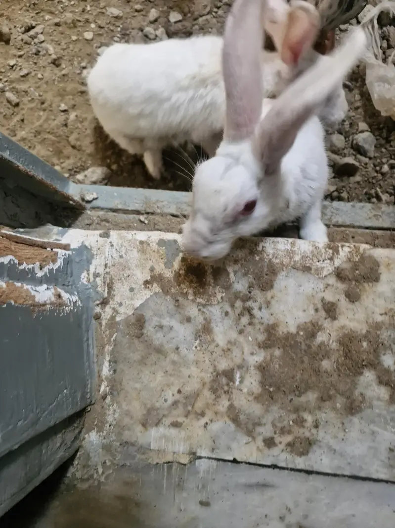 white red eyes both nale bunnies/rabits — photo 3