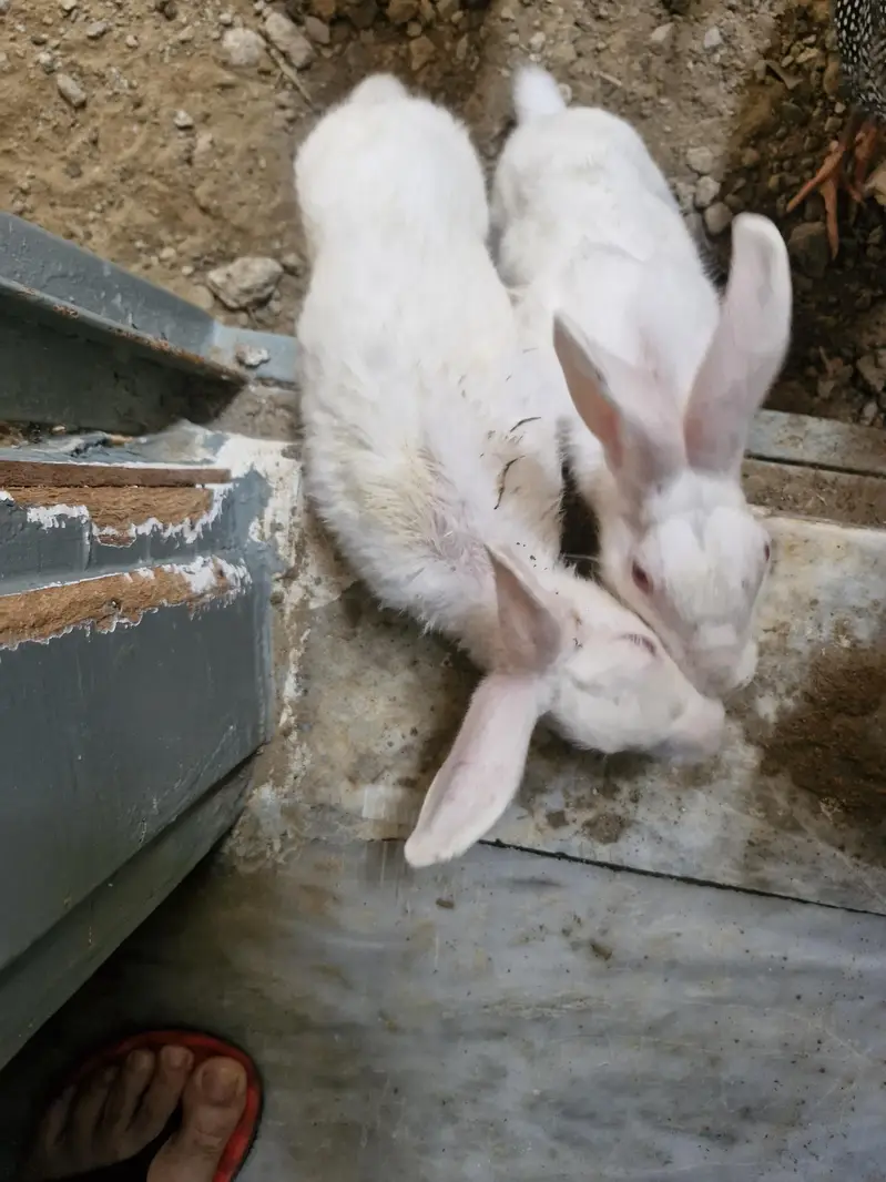 white red eyes both nale bunnies/rabits — photo 4