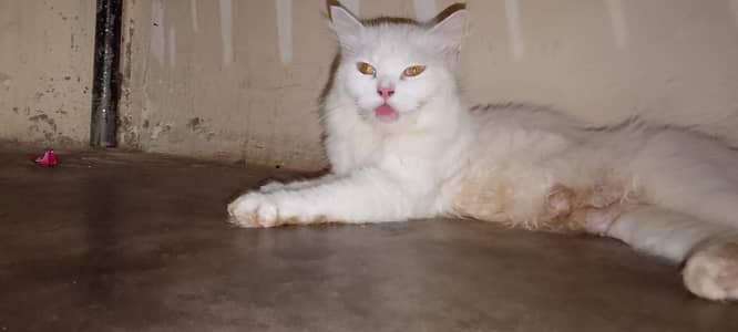 Kittens and mother for sale
