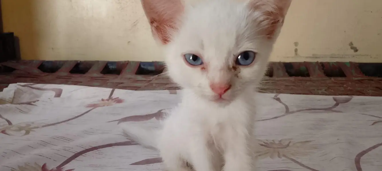 Kittens and mother for sale — photo 2