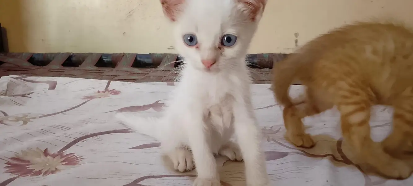 Kittens and mother for sale — photo 4