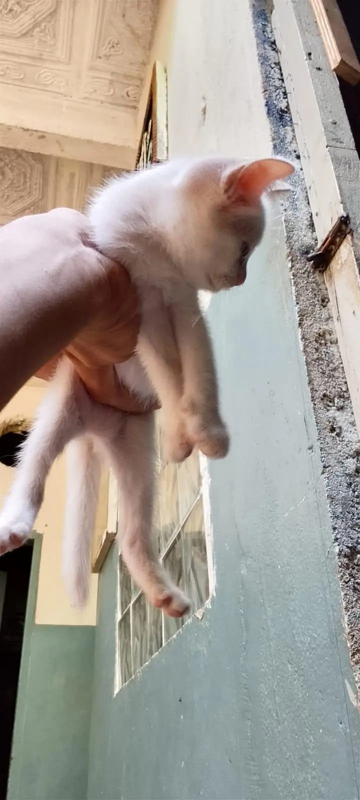 Kittens and mother for sale — photo 9