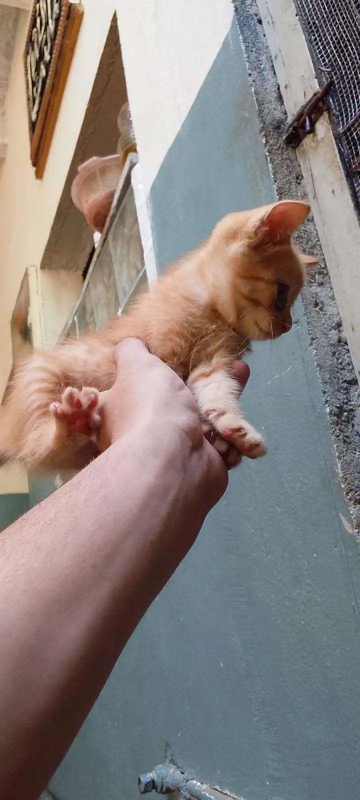 Kittens and mother for sale — photo 11
