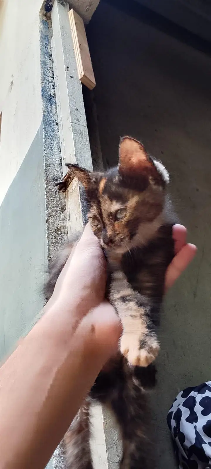 Kittens and mother for sale — photo 12
