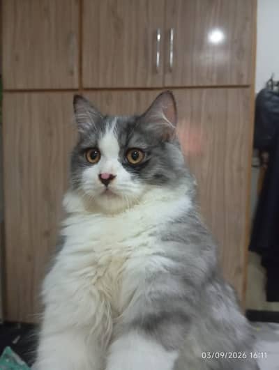 cat for sale