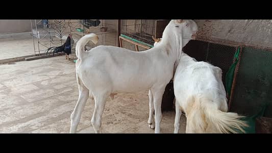 OUT CLASS GULABI MALE