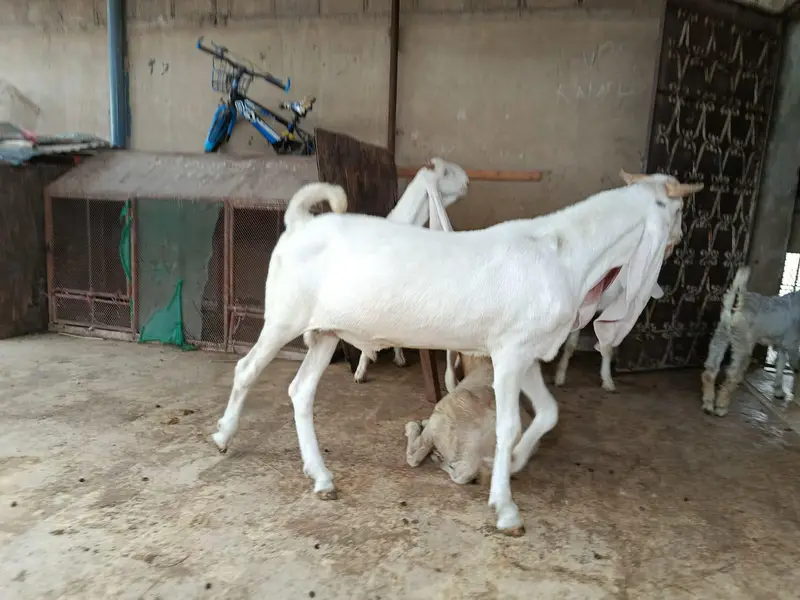OUT CLASS GULABI MALE — photo 2