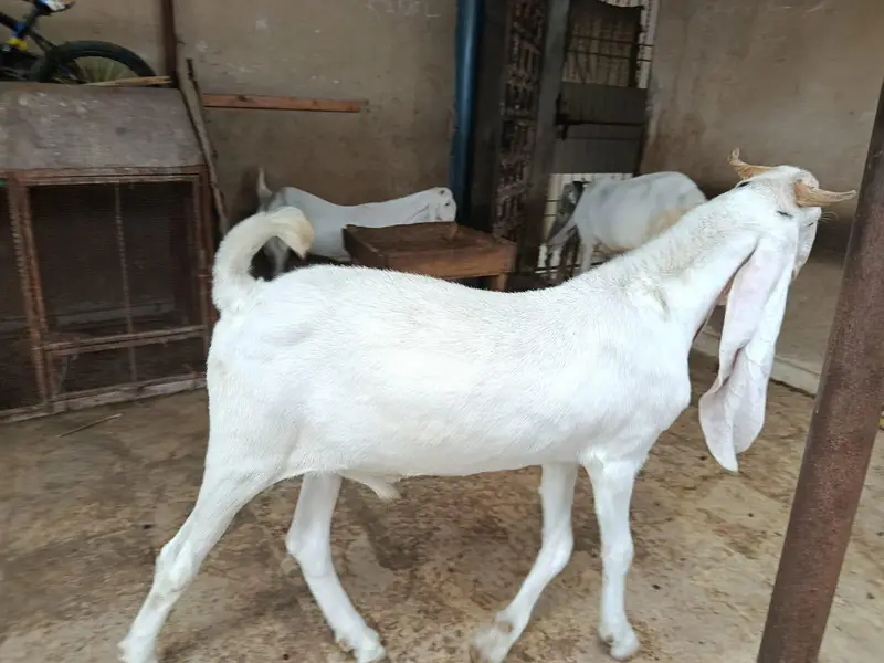 OUT CLASS GULABI MALE — photo 3