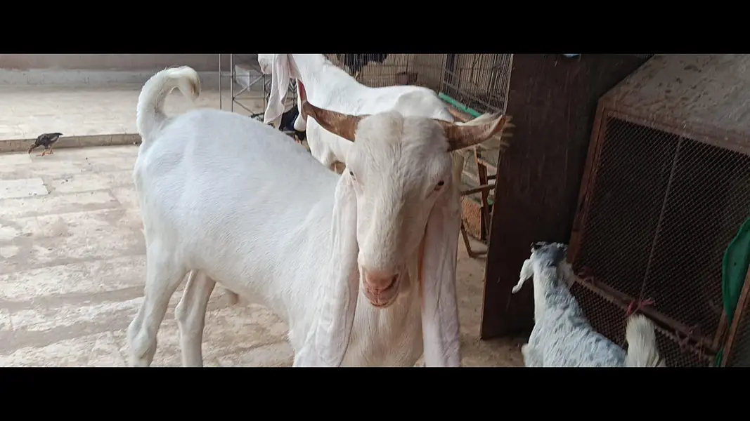 OUT CLASS GULABI MALE — photo 4