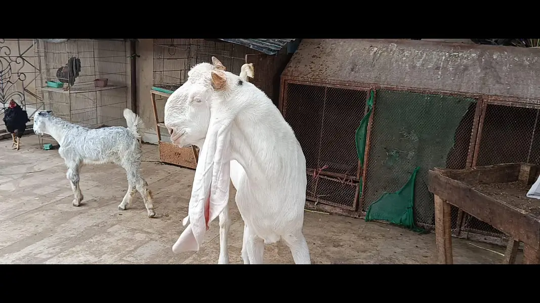 OUT CLASS GULABI MALE — photo 5
