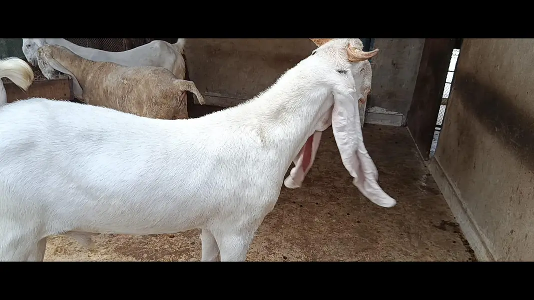 OUT CLASS GULABI MALE — photo 6