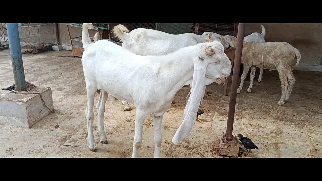 OUT CLASS GULABI MALE — photo 7