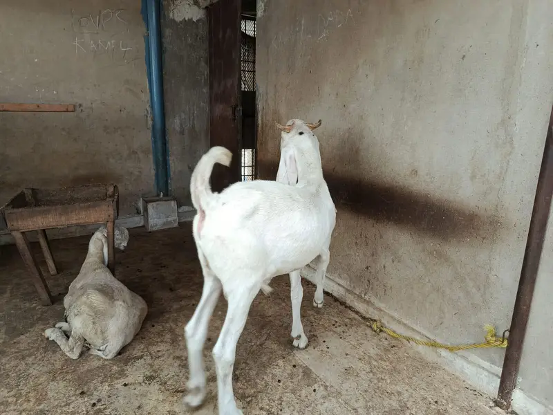 OUT CLASS GULABI MALE — photo 8
