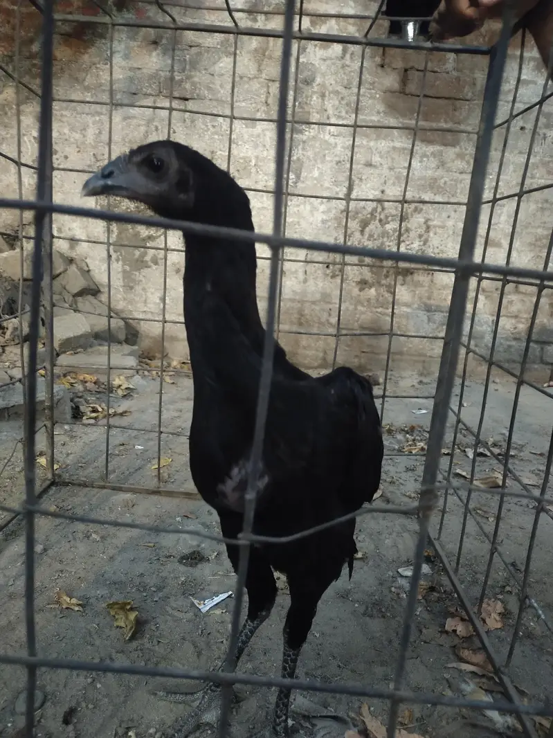 Pure  Dragon phati long hight ma — photo 3