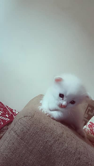 Persian Kitten for sale