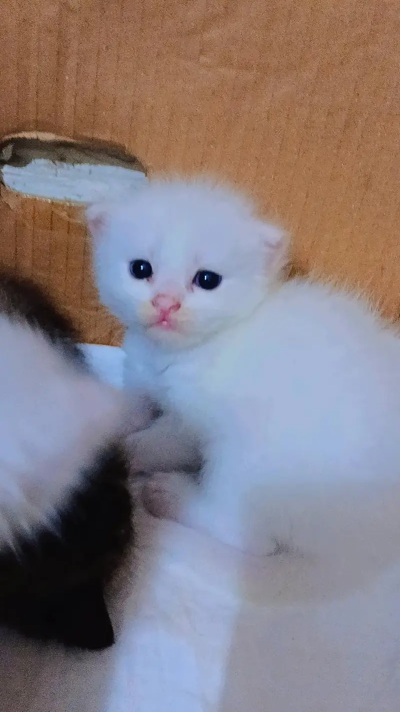 Persian Kitten for sale — photo 2