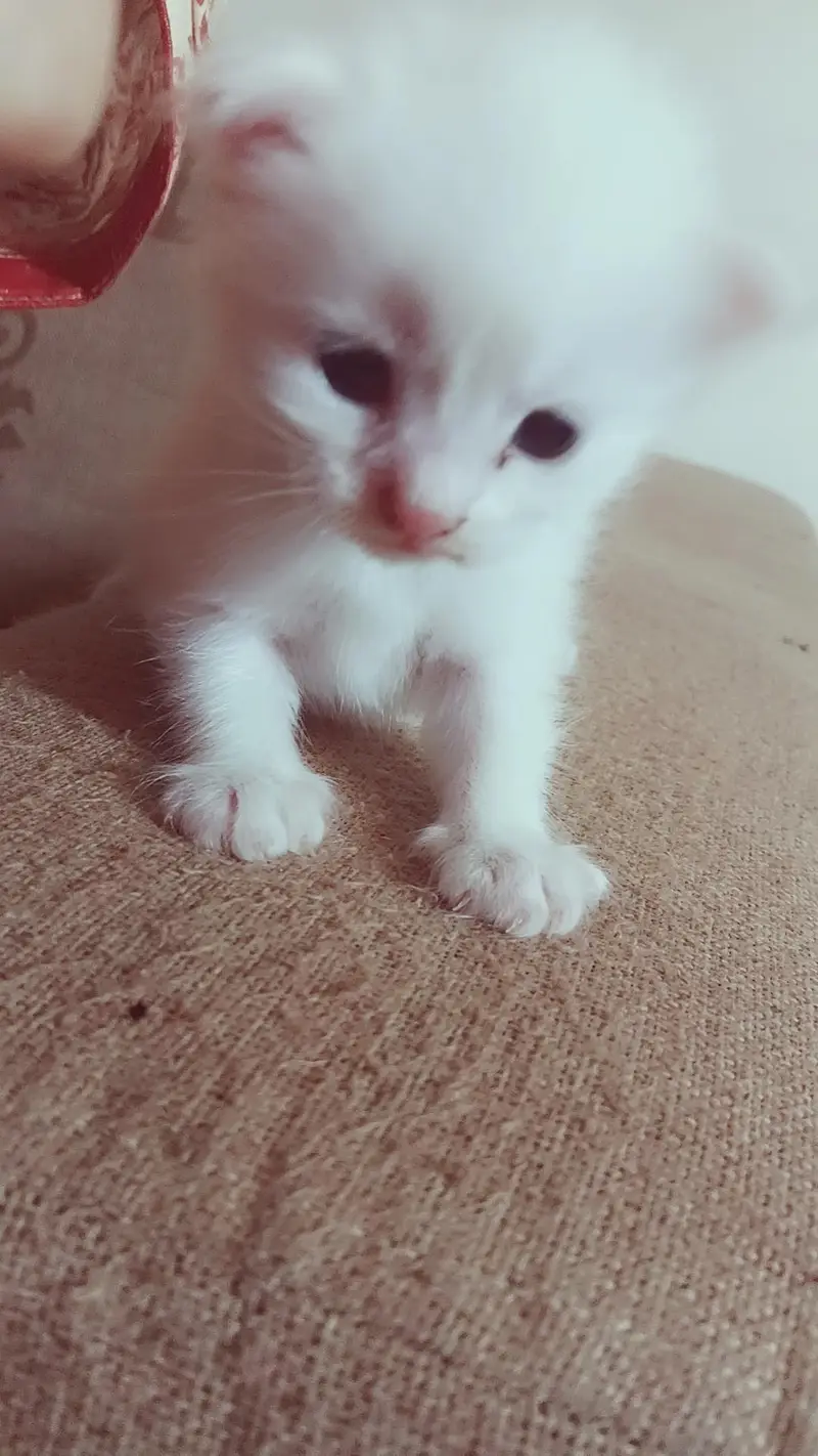 Persian Kitten for sale — photo 3