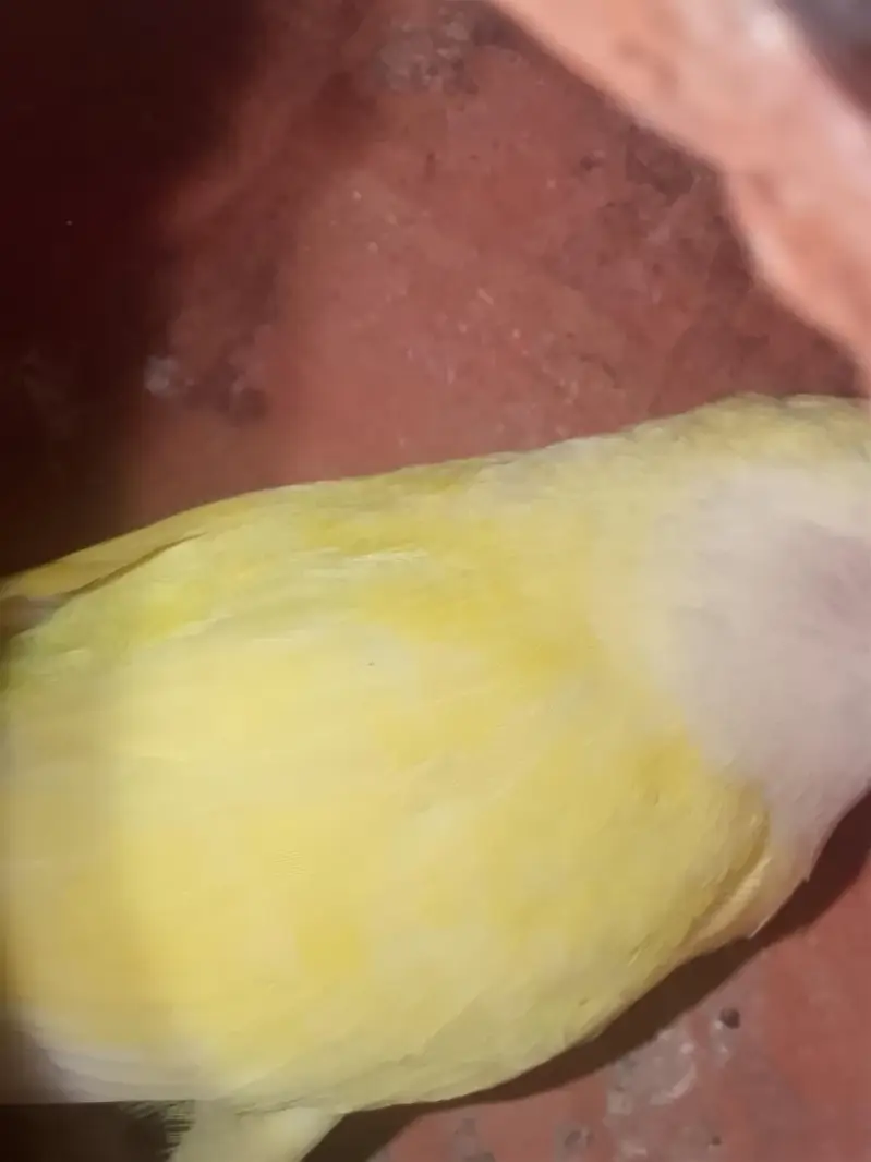 cocktail love Baird Australian 1gori cocktail 1lovebird peach face 3go — photo 5