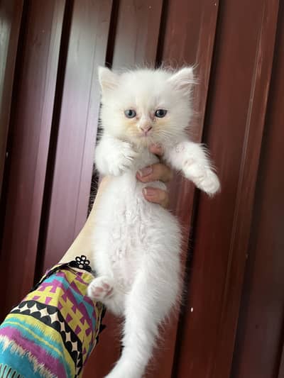 Double coated persian kittens for sale
