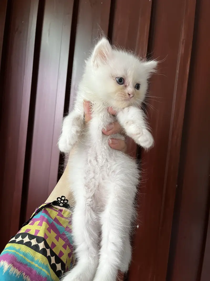 Double coated persian kittens for sale — photo 2