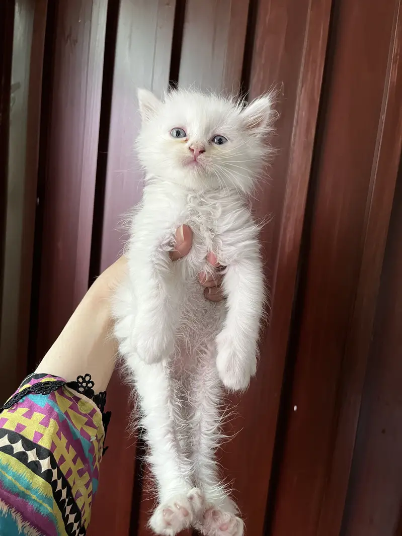 Double coated persian kittens for sale — photo 3