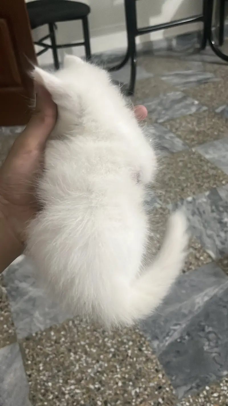 Double coated persian kittens for sale — photo 4