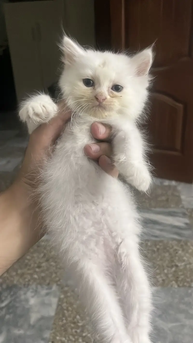 Double coated persian kittens for sale — photo 5