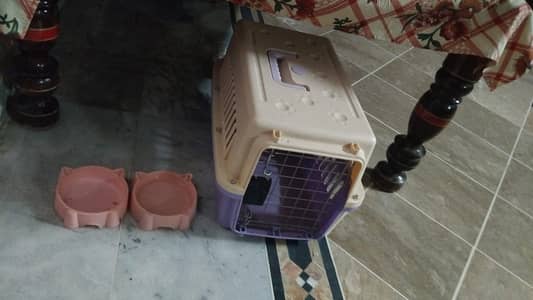 Persian Cat
