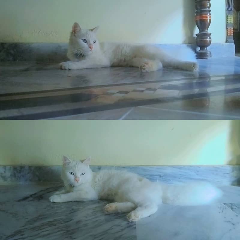 Persian Cat 1