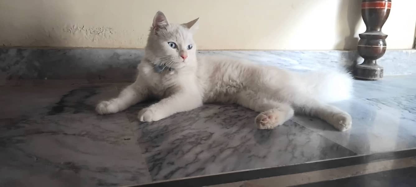 Persian Cat 2