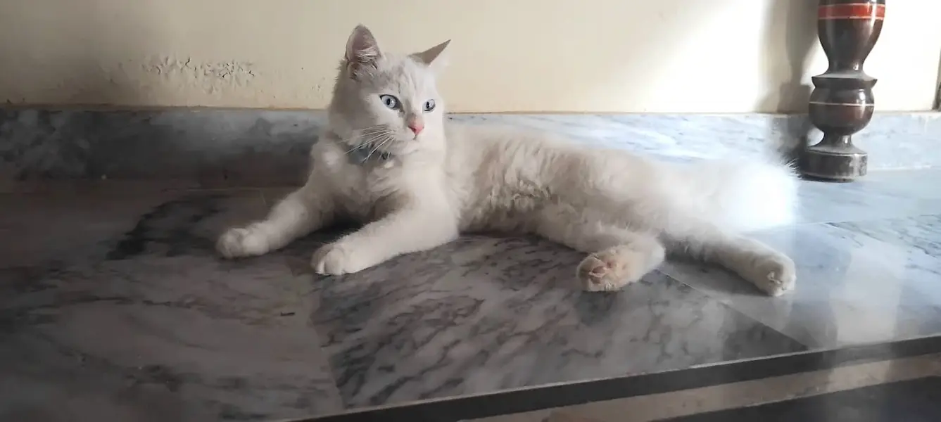 Persian Cat — photo 3