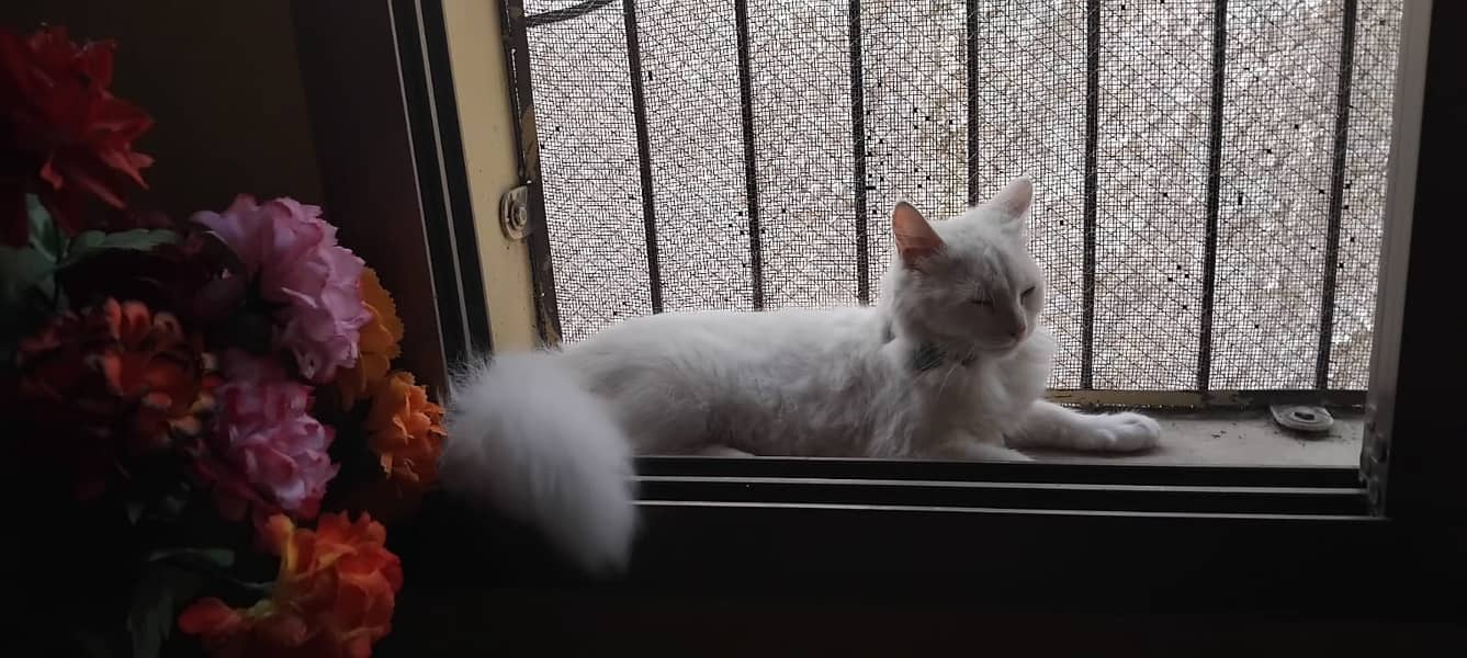 Persian Cat 3