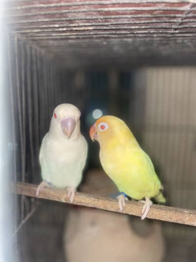 Albino red eye pair
