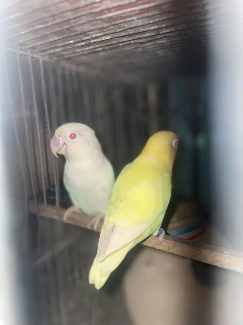 Albino red eye pair — photo 2