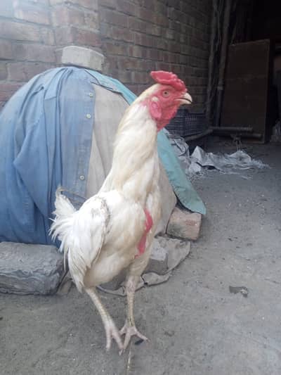 pure white Heera Aseel. . . . 1 years plus