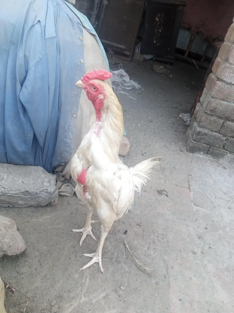 pure white Heera Aseel. . . . 1 years plus — photo 2