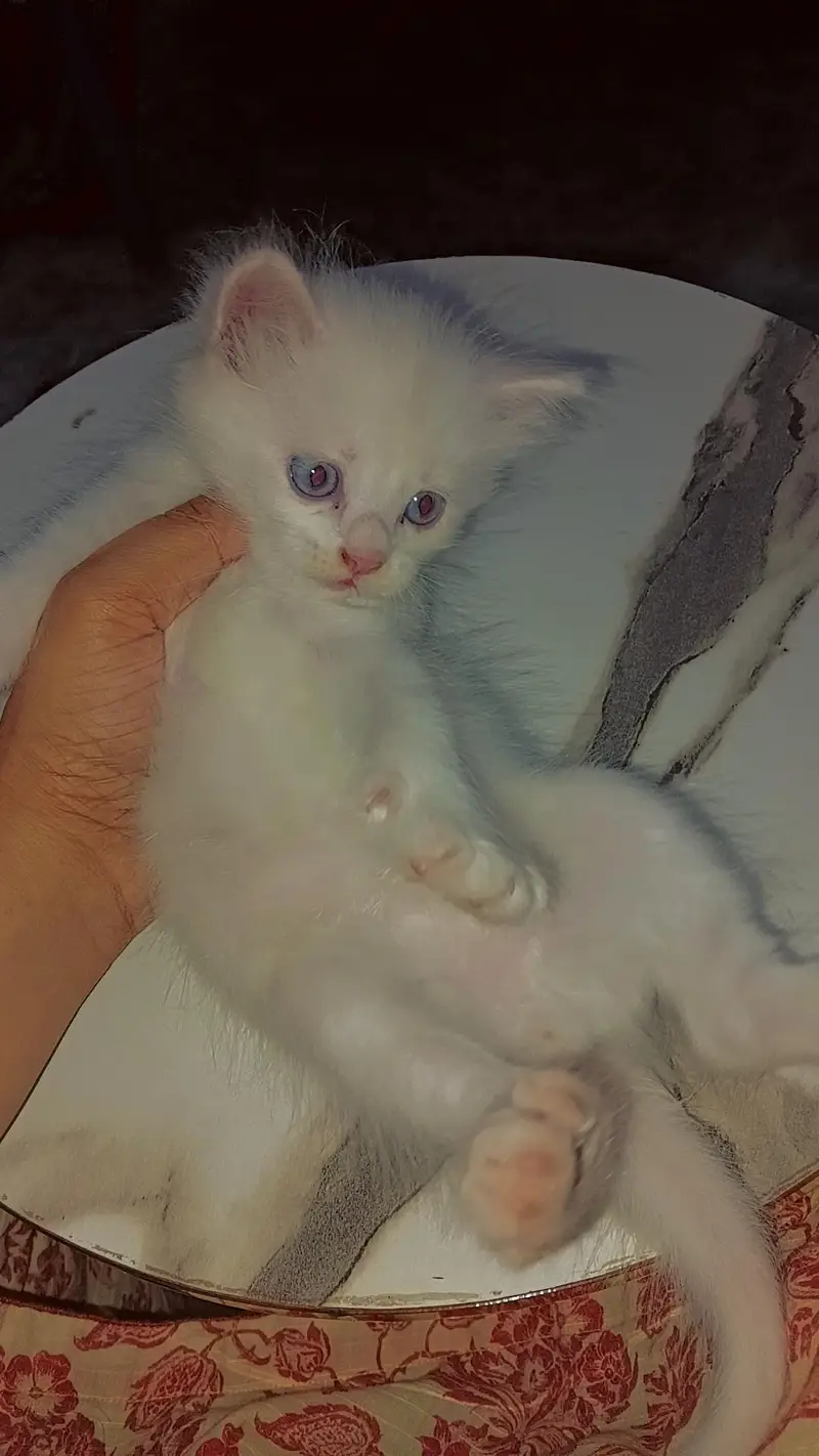 Persian Kitten for sale — photo 4