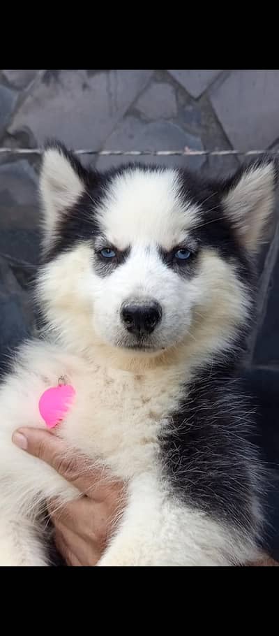 Sibarian husky puppies WhatsApp 03485816804
