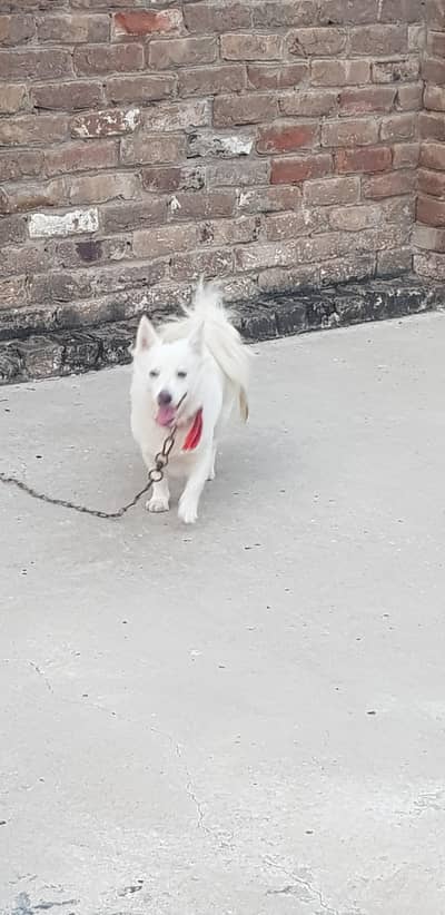 Russian female for sale