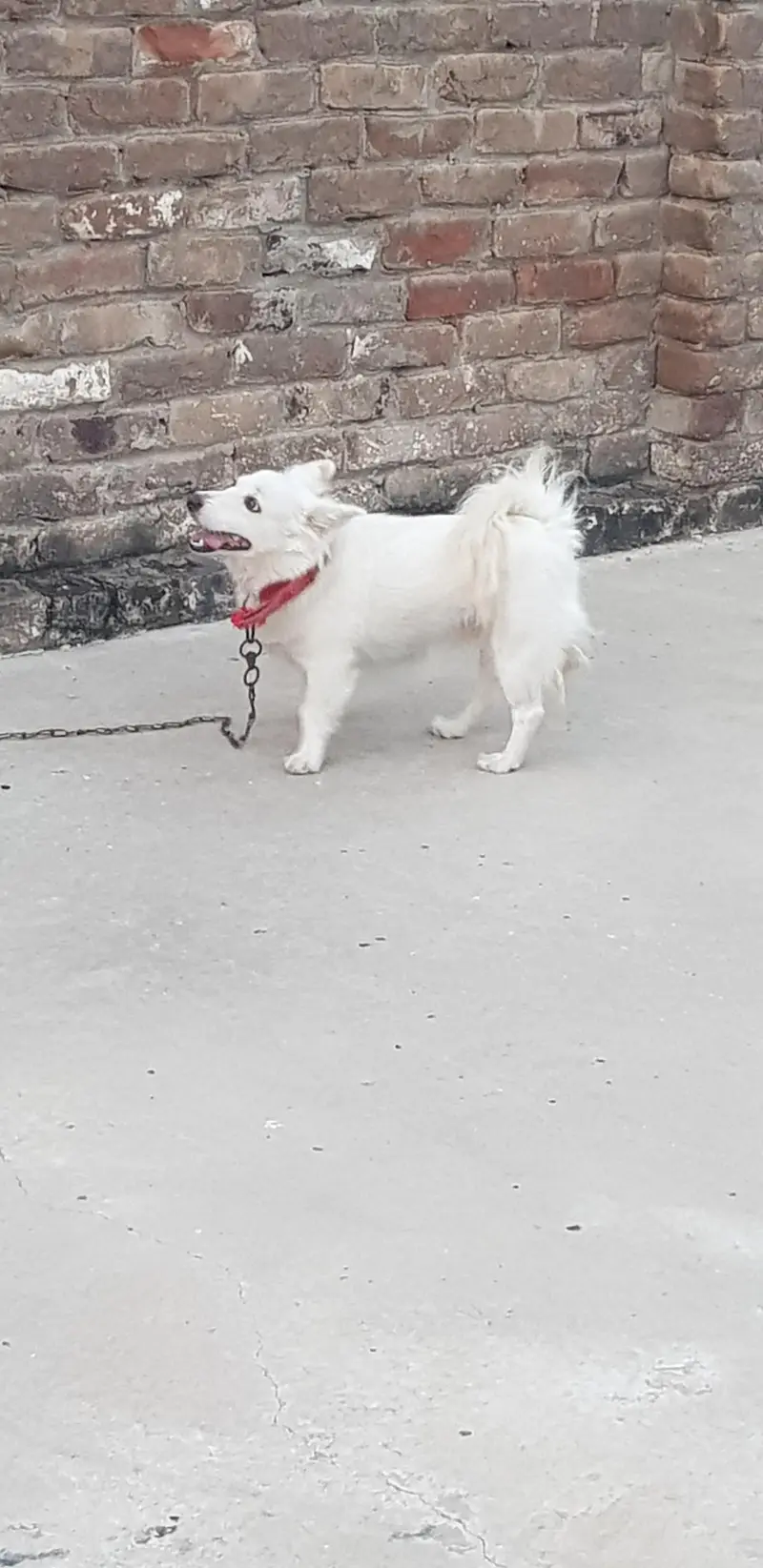 Russian female for sale — photo 2