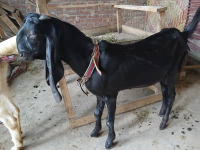 Male,Female Beetal & Nagri Goats
