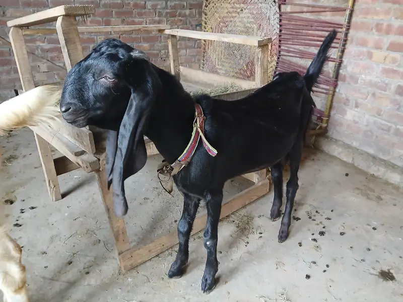Bakra or Bakri Beetal & Nagri Goats — photo 2