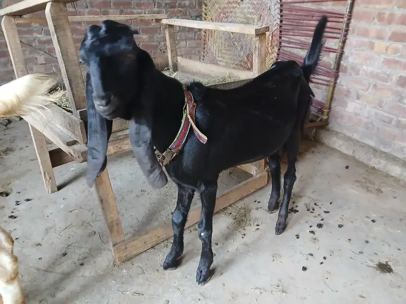 Bakra or Bakri Beetal & Nagri Goats — photo 3