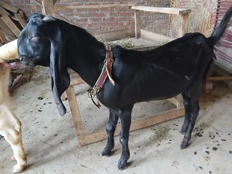Bakra or Bakri Beetal & Nagri Goats — photo 4